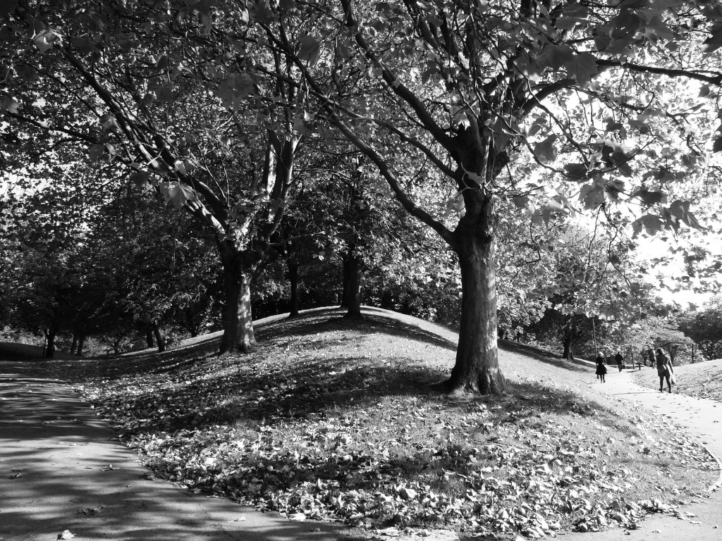 B&WtreesC.Park