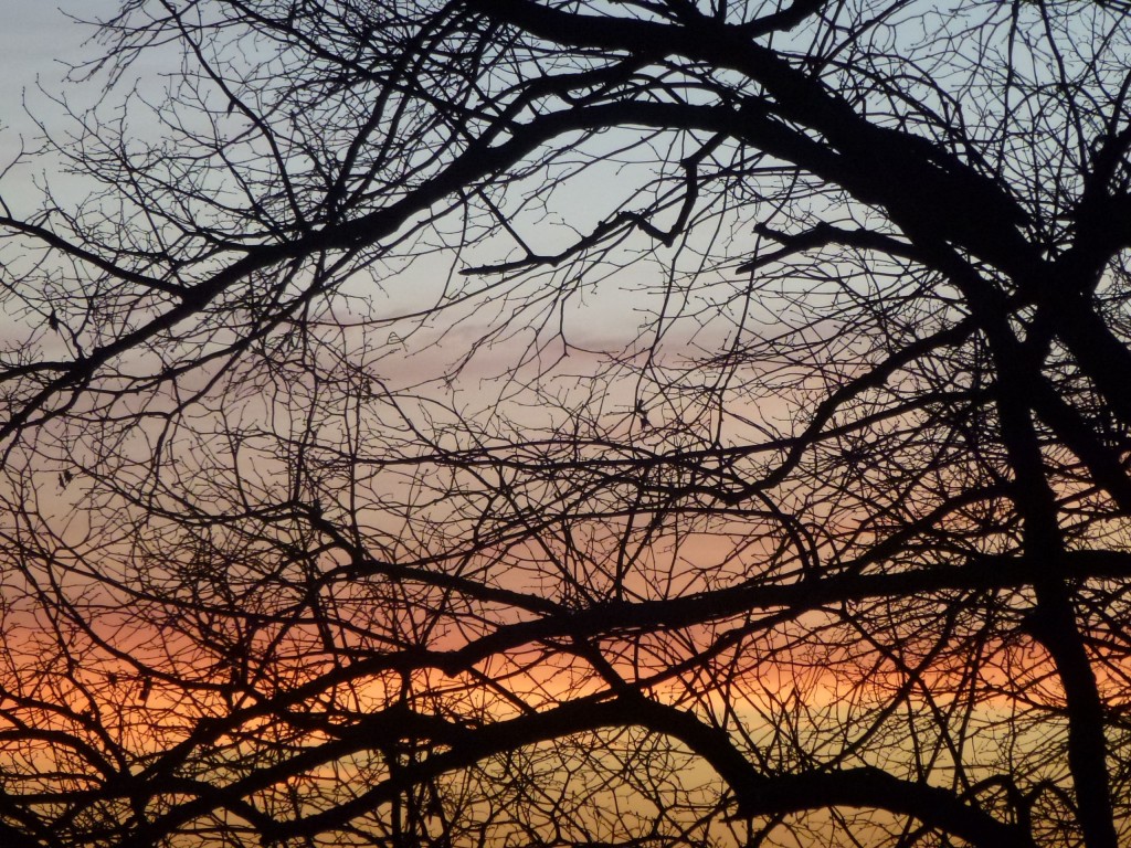 SunsetThroBranches