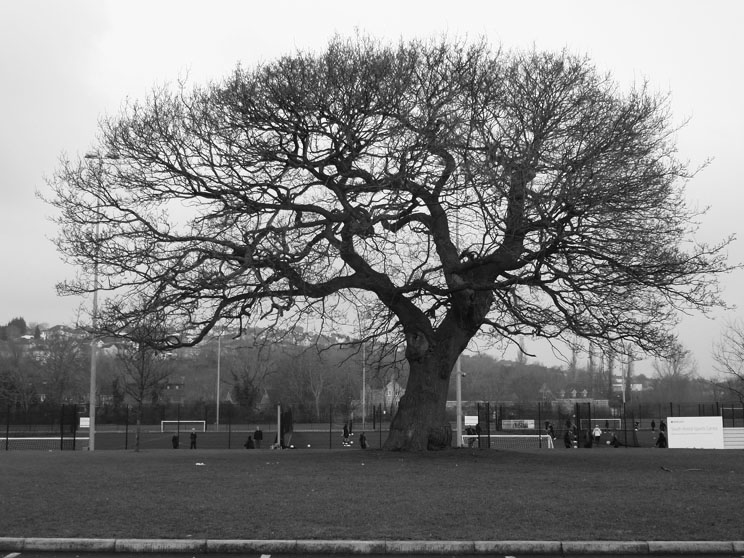 OakTreeB&W_edited-1