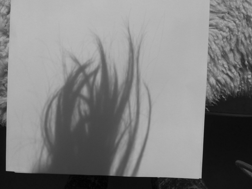 InadvertentHairShado