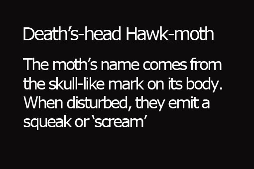 1a.DeathHead's Hawk-moth - text