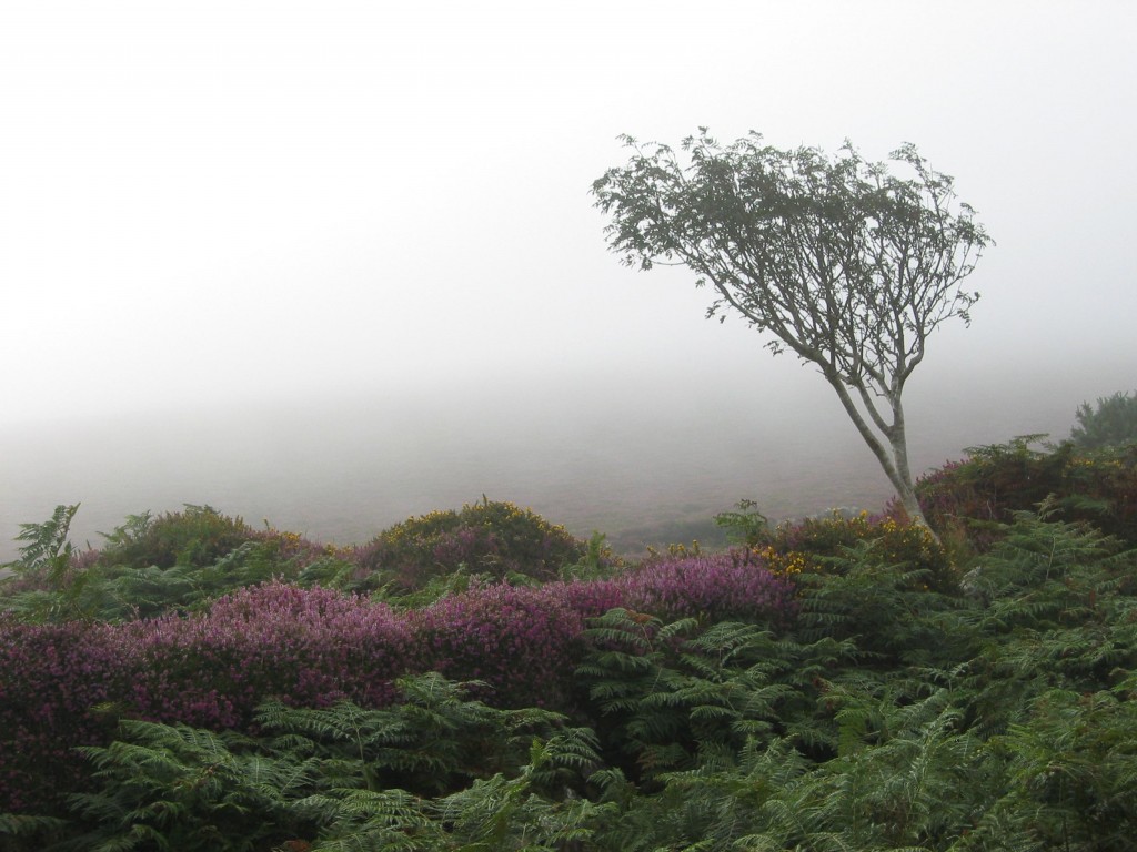 TreeInTheMist