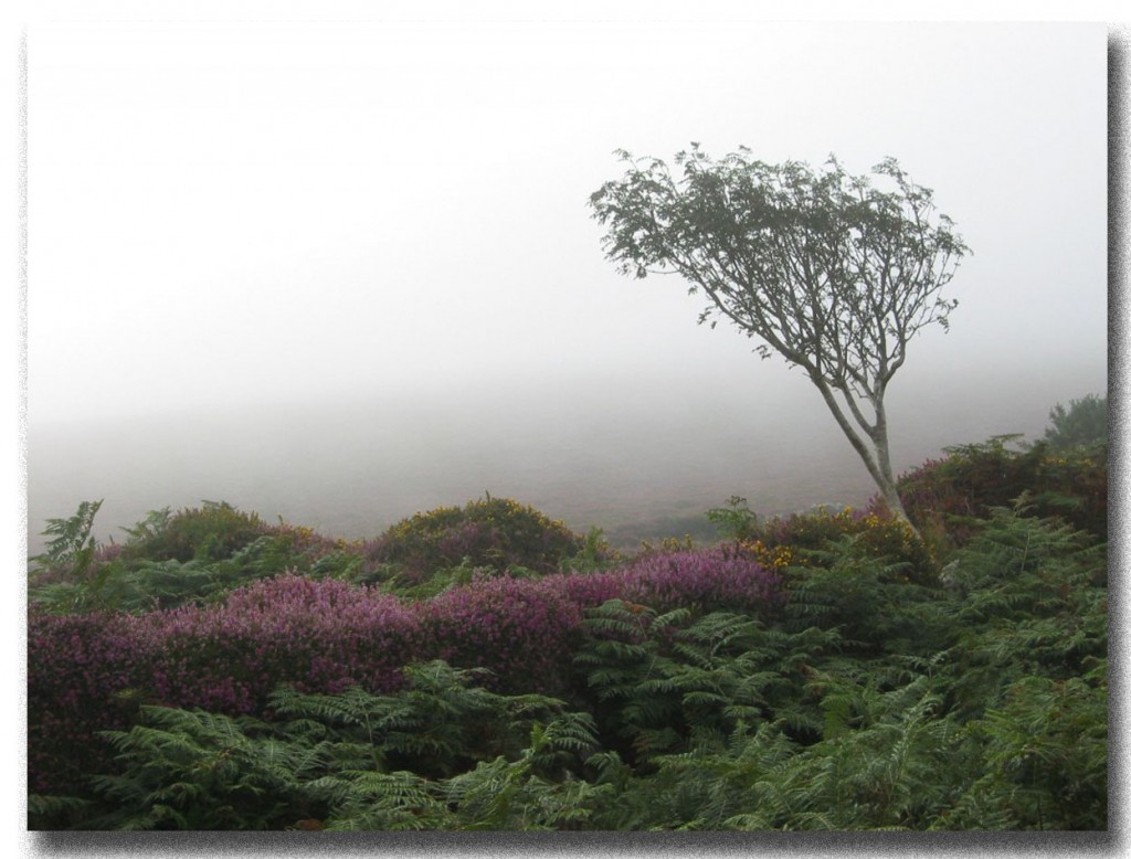 √TreeInTheMist
