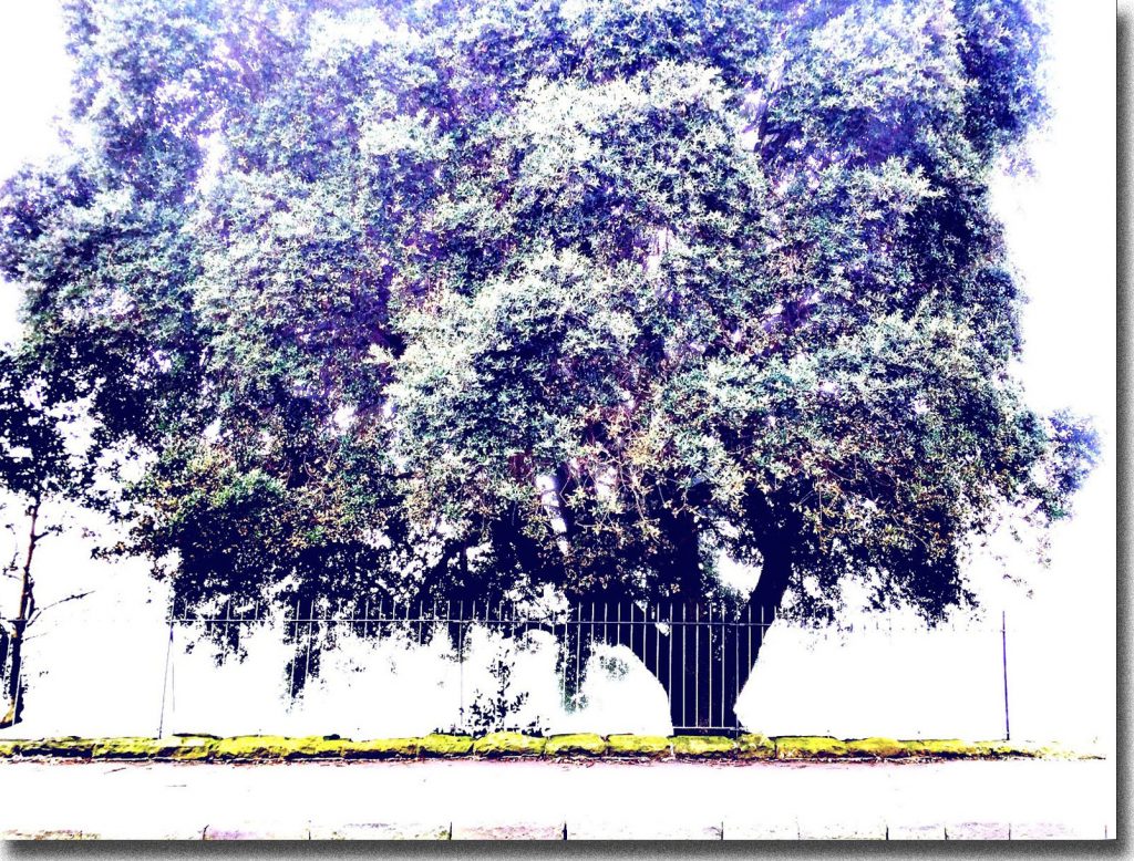 √BigTreeInPark&Shado