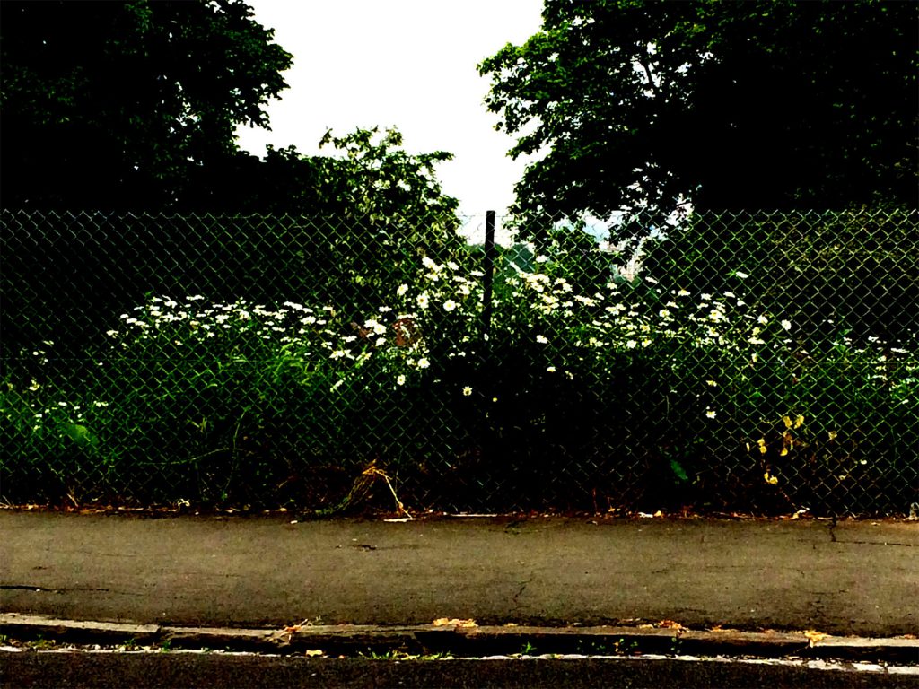 Daisies&WireFence